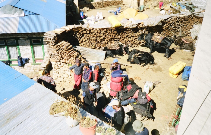 orters, trekkers and yaks mingle in Namche Bazaar