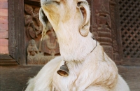 A goat poses for the camera on the temple steps
