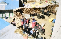 orters, trekkers and yaks mingle in Namche Bazaar