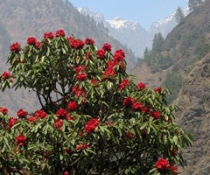 Manaslu Circuit and the Tsum Valley Manaslu-Circuit